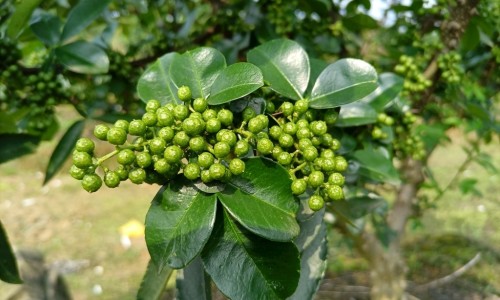 庄红花的功效网 - 为你提供红花的功功效与主治、红花的药用功效与主治是什么