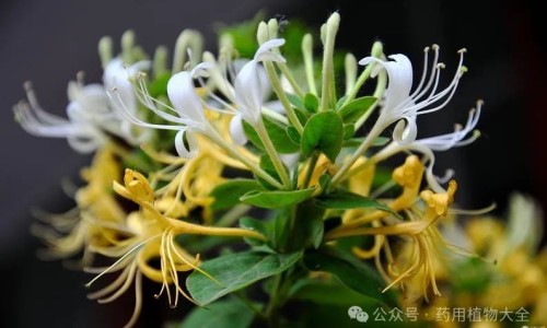 红花的功效与作用百度医生-庄红花的功效网 - 为你提供红花的功功效与主治、红花的药用功效与主治是什么