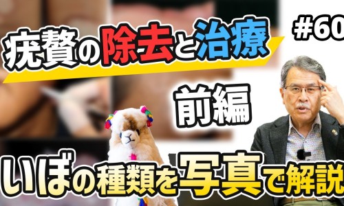 壮红花的功效与作用-庄红花的功效网 - 为你提供红花的功功效与主治、红花的药用功效与主治是什么
